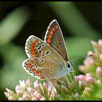 photograph of Brown Argus