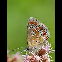 photograph of Brown Argus