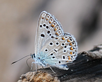 photograph of Common Blue