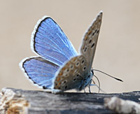 foto van Common Blue