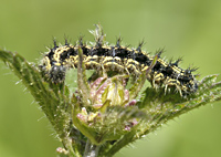 photograph of Aglais urticae caterpillar