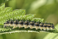 photograph of Small Tortoiseshell caterpillar