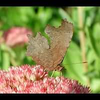photograph of Comma Butterfly