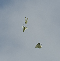 photograph of Pieris brassicae