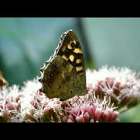 photograph of Speckled Wood