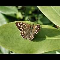 photograph of Speckled Wood