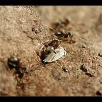 photograph Ant Woodlouse