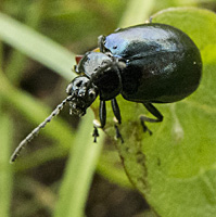 picture of Alder Leaf Beetle, Agelastica alni