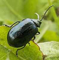 picture of Alder Leaf Beetle, Agelastica alni