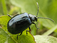 photograph Alder Leaf Beetle