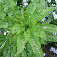 foto van Altica oleracea, Altica oleracea