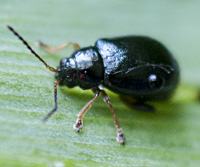 photograph of Aphthona sp.