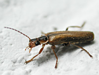 photo og Soldier Beetle Cantharis decipiens