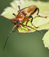 photograph of Soldier Beetle (Cantharis livida)