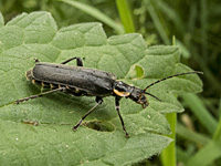 photograph of Soldier Beetle (Cantharis obscura)