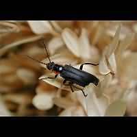 photograph of Soldier Beetle (Cantharis obscura)