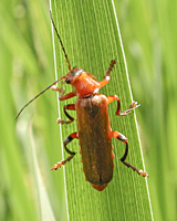 photograph of Soldier Beetle (Cantharis rufa)