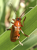 photograph of Soldier Beetle (Cantharis rufa)