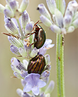 picture of Rosemary Beetle, Chrysolina americana