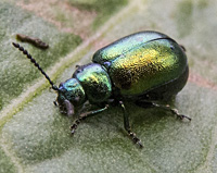photograph Tansy Leaf Beetle