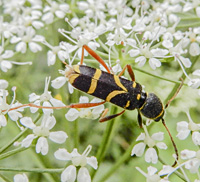 picture of Wasp Beetle, Clytus arietis