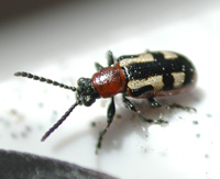 picture of Asparagus Beetle, Crioceris asparagi