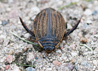photograph of Grooved Diving Beetle, Acilius sulcatus, Lesser Diving Beetle