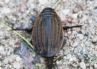photograph of Grooved Diving Beetle, Acilius sulcatus, Lesser Diving Beetle