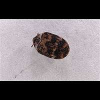 Photograph of Varied Carpet Beetle