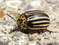photograph Colorado potato beetle 