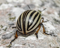 picture of Colorado Potato Beetle, Leptinotarsa decemlineata
