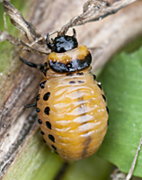 picture of Colorado Potato Beetle, Leptinotarsa decemlineata