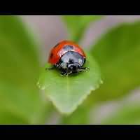 Sevenspotted Lady Beetle