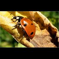 Sevenspotted Lady Beetle