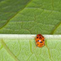 24-spotted Lady Beetle