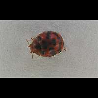 24-spotted Lady Beetle