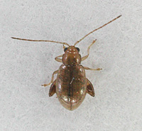 photograph Longitarsus species