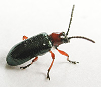 picture of Cereal Leaf Beetle, Oulema melanopus