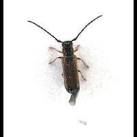 picture of Plumb Beetle, Tetrops praeusta