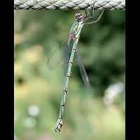 picture Willow Emerald Damselfly