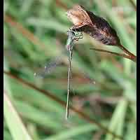 picture Willow Emerald Damselfly