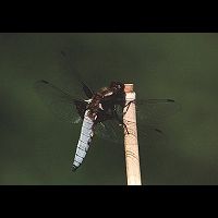picture Broad-bodied Chaser