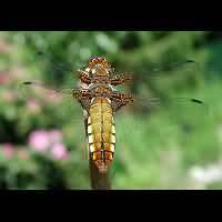picture Broad-bodied Chaser