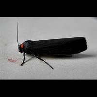 photograph of the Red-necked Footman