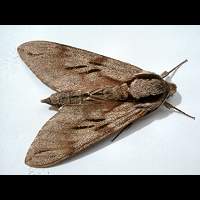 Photograph of a macro moth