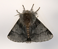 picture of Oak Processionary Moth