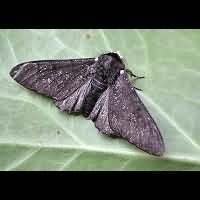 photograph of Peppered Moth