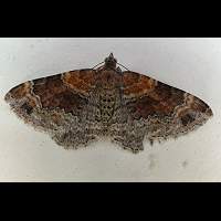 photograph of Red Twin-spot Carpet or Dark-barred Twin-spot Carpet