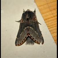 picture December Moth