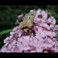 photograph of Agrotis exclamationis